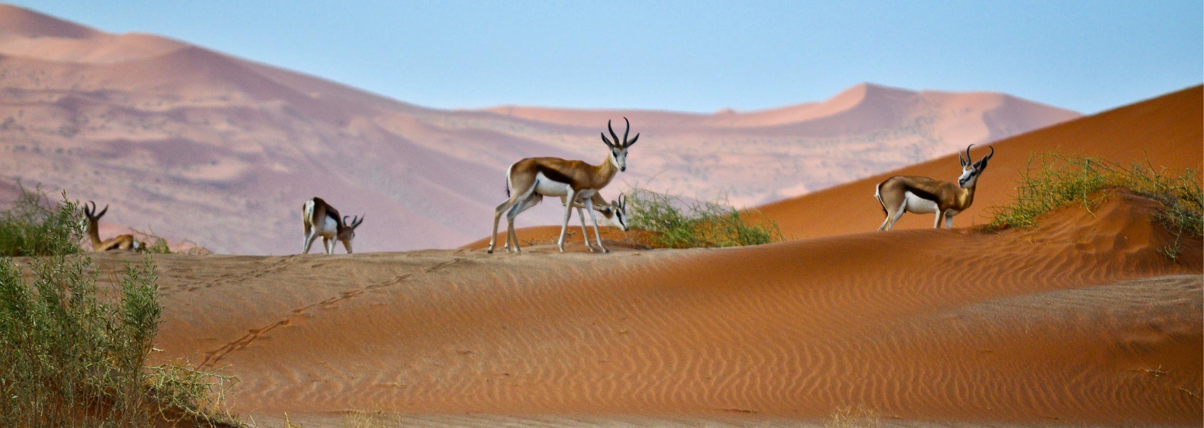 Etosha Nationalpark - Tiere, Tiere, Tiere! 4 Game Drives (Tag & Nacht) an 2 Tagen!